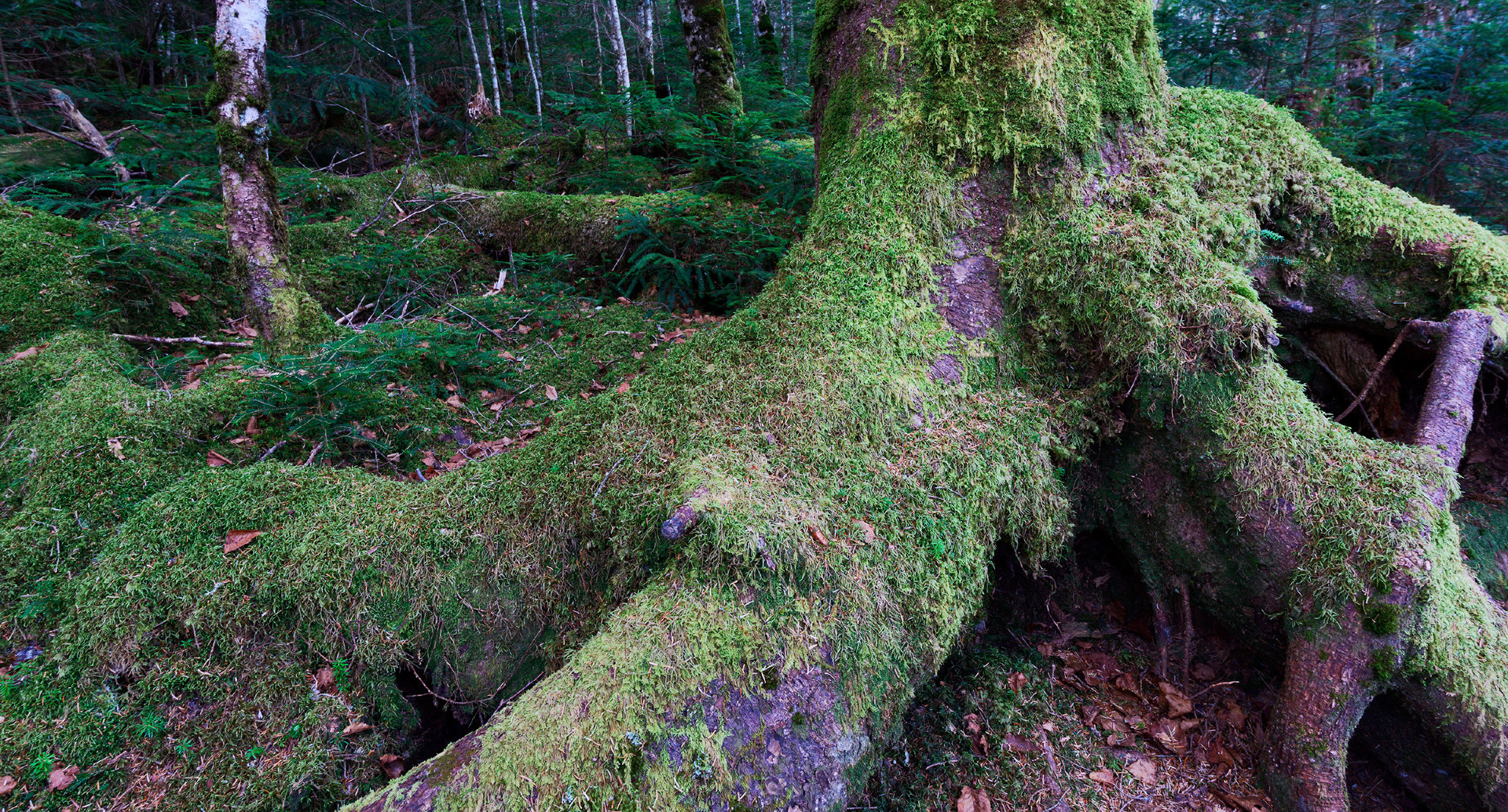 A moss covered tree representing Mill Pensions long term relationships with Trustees